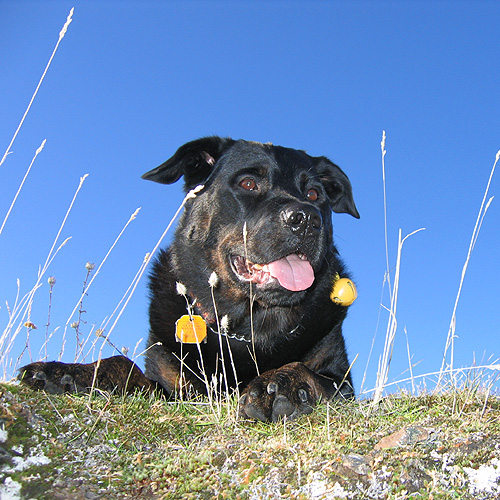 Kona
