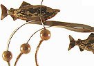 Link to Large Table-Top Kelp, Tidal-Flow, With Salmon
